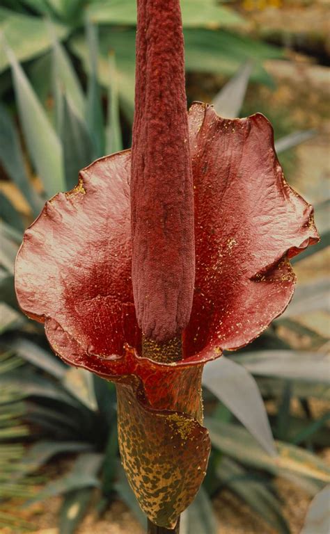 Snake Lily (Amorphophallus konjac)